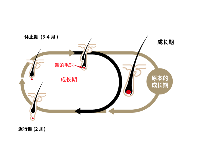 修复健康的头发生长周期