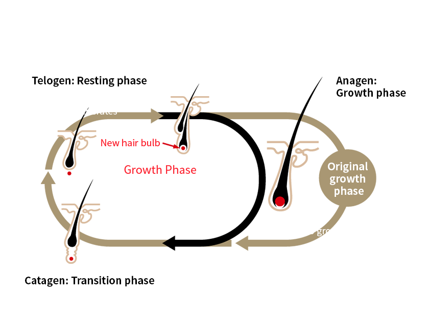 Hair Growth CYCLE