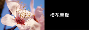 樱花萃取