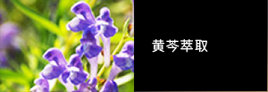 黄芩萃取