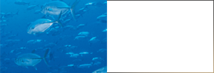 Soluble Proteoglycan