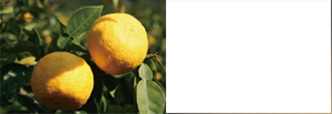 Citrus Junos Fruit Extract