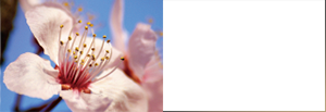 Prunus Yedoensis Leaf Extract