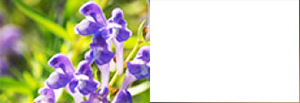 Scutellaria Baicalensis Root Extract
