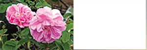 Rosa Centifolia Flower Extract